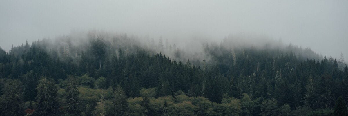 green grass field with trees