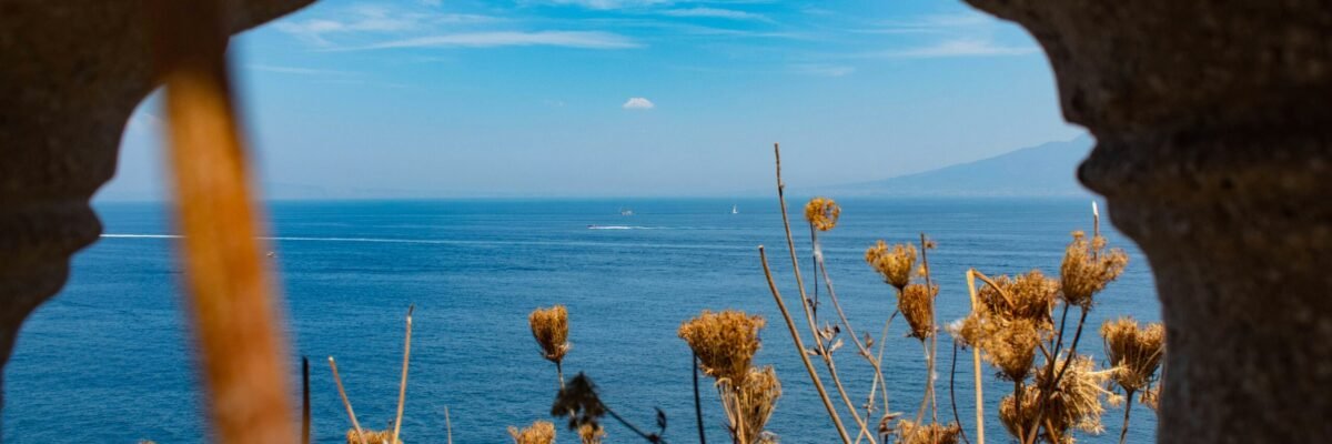 brown grass near body of water during daytime