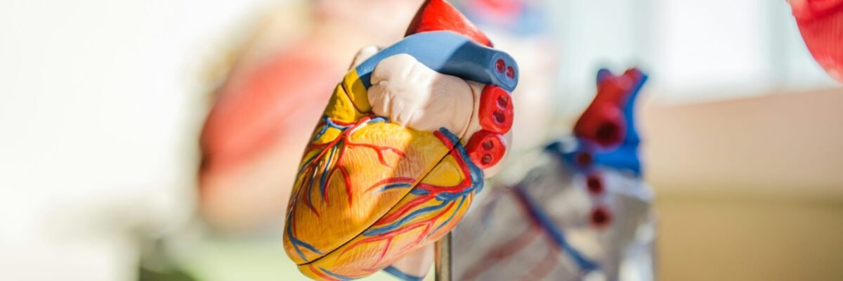 selective focus photography of heart organ illustration