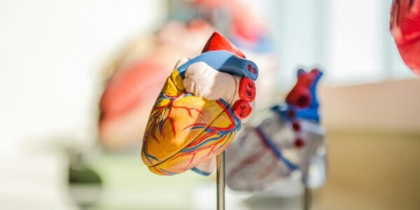 selective focus photography of heart organ illustration